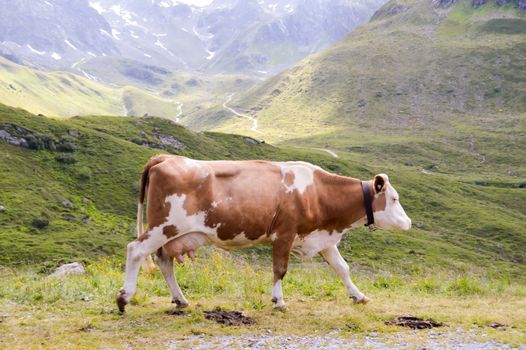 Brown and white cows in the Tyrol mountains in Austria