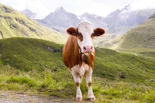 Brown and white cows in the Tyrol mountains in Austria