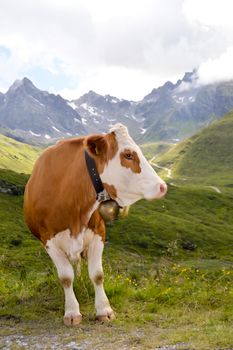 Brown and white cows in the Tyrol mountains in Austria