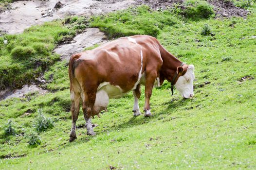 Brown and white cows in the Tyrol mountains in Austria