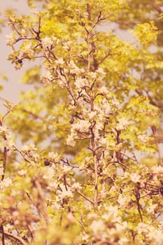 apple flower on the branches in spring, note shallow depth of field