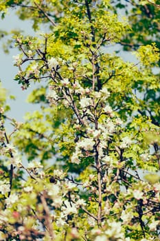 apple flower on the branches in spring, note shallow depth of field