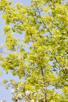 treetop with the sky in the background, note shallow depth of field