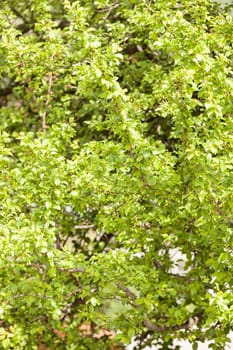 treetop with the sky in the background, note shallow depth of field