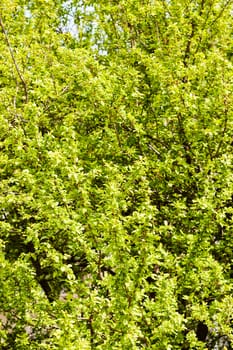 treetop with the sky in the background, note shallow depth of field