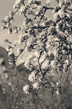 apple flower on the branches in spring, note shallow depth of field