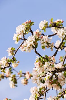 apple flower on the branches on the blue background, note shallow depth of field