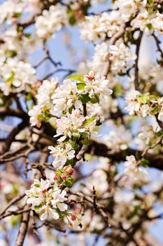 apple flower on the branches in spring, note shallow depth of field