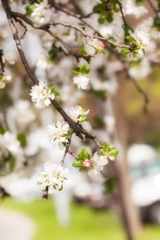 apple flower on the branches in spring, note shallow depth of field