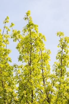 treetop with the sky in the background, note shallow depth of field