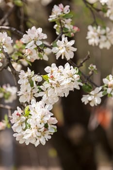 apple flower on the branches in spring, note shallow depth of field