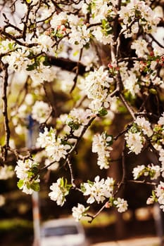 apple flower on the branches in spring, note shallow depth of field