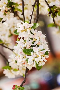 apple flower on the branches in spring, note shallow depth of field