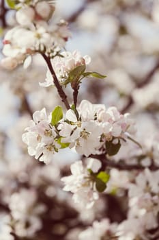 apple flower on the branches in spring, note shallow depth of field