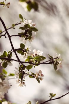 apple flower on the branches in spring, note shallow depth of field