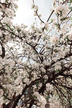 branches with white flowers in the spring on the light background, note shallow dept of field