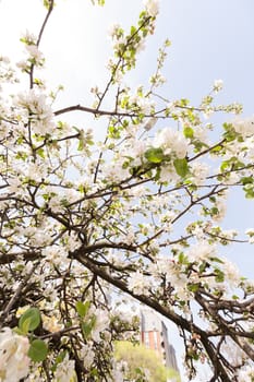 branches with white flowers in the spring on the light background, note shallow dept of field