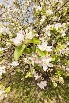 apple flower on the branches in spring, note shallow depth of field