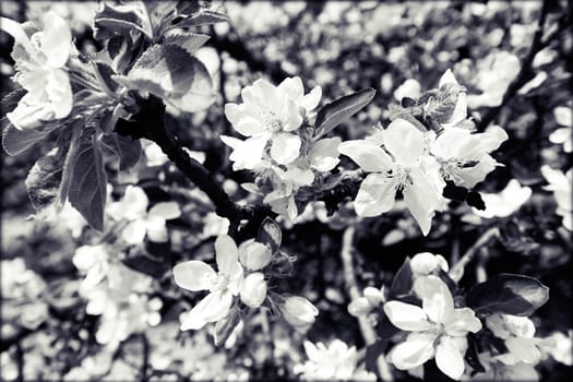 apple flower on the branches in spring, note shallow depth of field