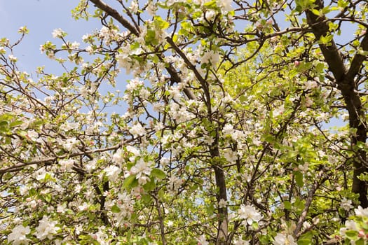 apple flower on the branches in spring, note shallow depth of field