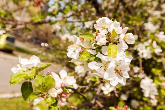 apple flower on the branches in spring, note shallow depth of field