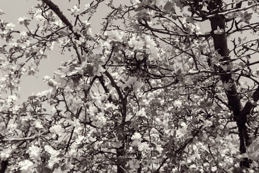 apple flower on the branches in spring, note shallow depth of field