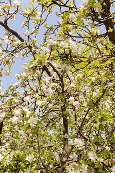 apple flower on the branches in spring, note shallow depth of field