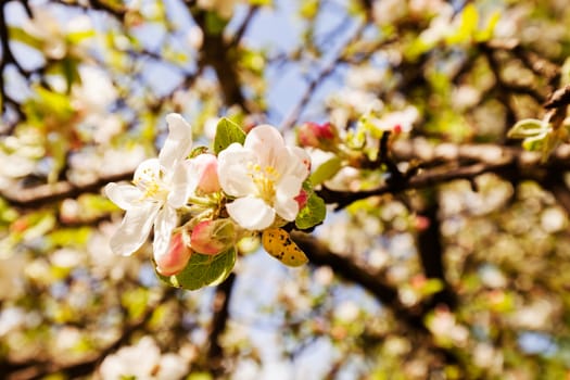 apple flower on the branches in spring, note shallow depth of field