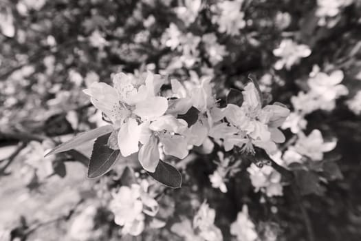 apple flower on the branches in spring, note shallow depth of field