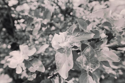 apple flower on the branches in spring, note shallow depth of field