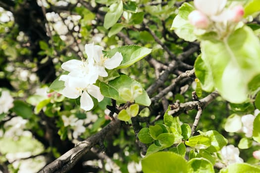 apple flower on the branches in spring, note shallow depth of field