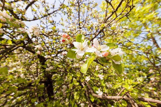 apple flower on the branches in spring, note shallow depth of field