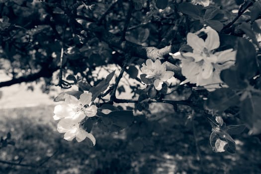 apple flower on the branches in spring, note shallow depth of field