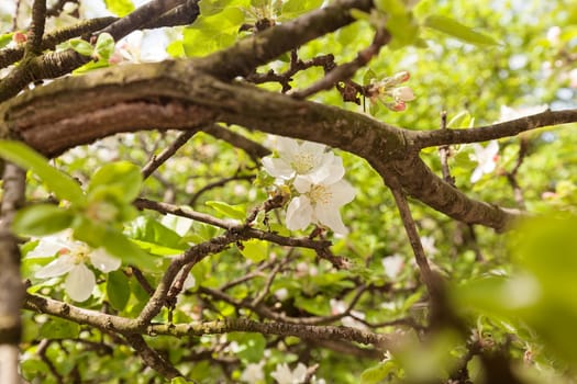 apple flower on the branches in spring, note shallow depth of field