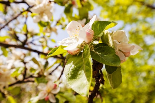 apple flower on the branches in spring, note shallow depth of field