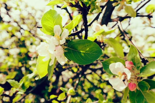 apple flower on the branches in spring, note shallow depth of field