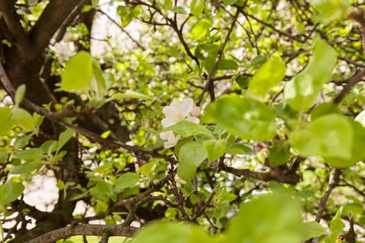 apple flower on the branches in spring, note shallow depth of field