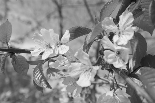 tree with white flowers in the spring, note shallow dept of field