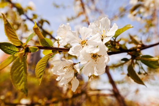 tree with white flowers in the spring, note shallow dept of field