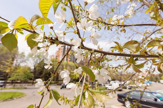 tree with white flowers in the spring, note shallow dept of field