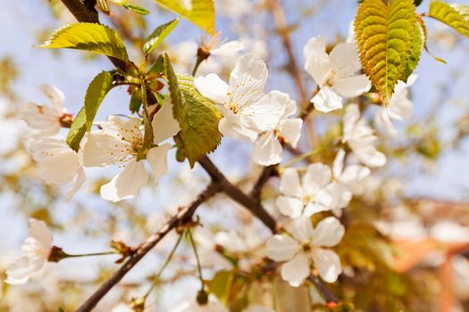 tree with white flowers in the spring, note shallow dept of field