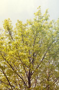 crown tree with sunshine in spring, note shallow depth of field