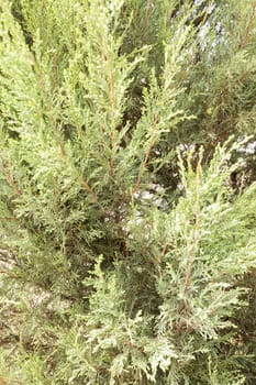 Thuja tree with thick branches, note shallow depth of field