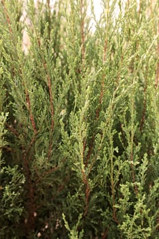 Thuja tree with thick branches, note shallow depth of field