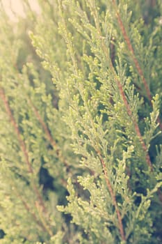 Thuja tree with thick branches, note shallow depth of field