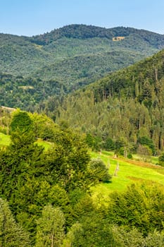 forest on the hillside meadow in Carpathian rural area 