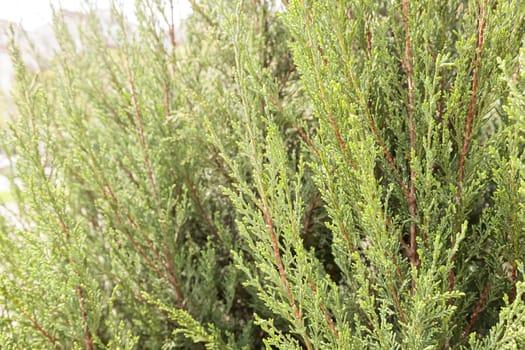 Thuja tree with thick branches, note shallow depth of field