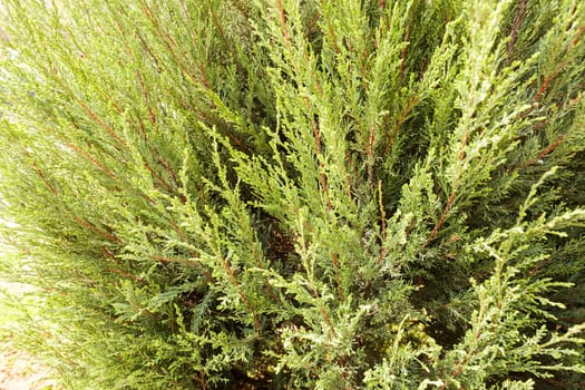 Thuja tree with thick branches, note shallow depth of field