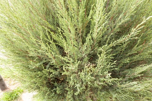 Thuja tree with thick branches, note shallow depth of field