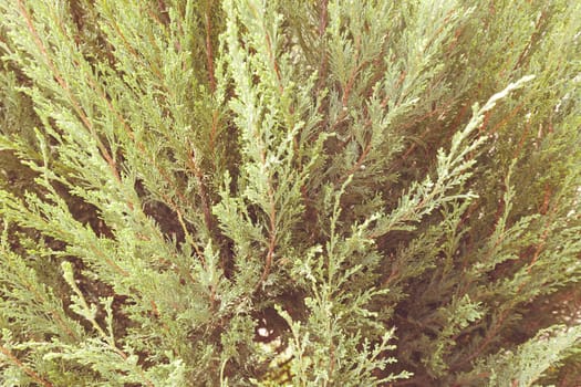 Thuja tree with thick branches, note shallow depth of field